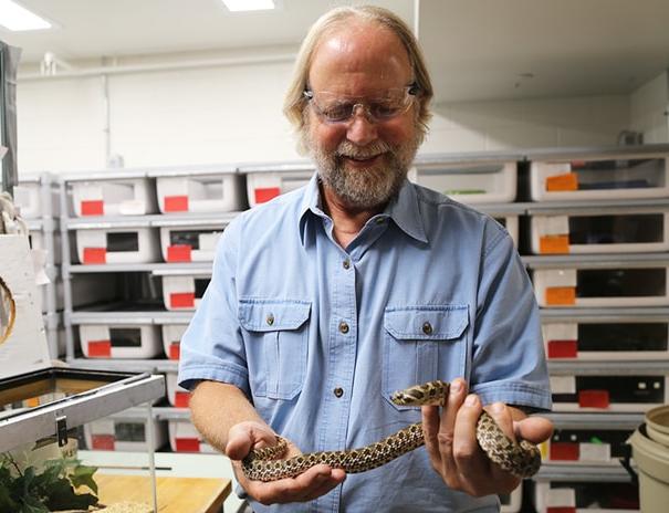 Dr. 史蒂夫·麦克西在博天堂官方的实验室里抱着一条无毒的蛇.
